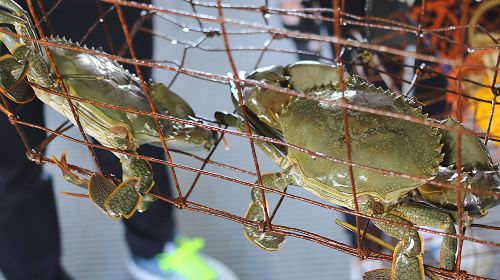 Gold Coast Tweed River Crab Catching Tour [Tweed River Fishing + Oyster Farm]