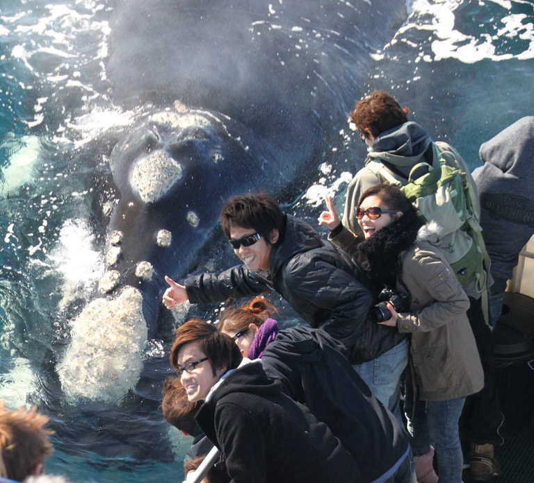 Dunsborough: Whale Watching Tour