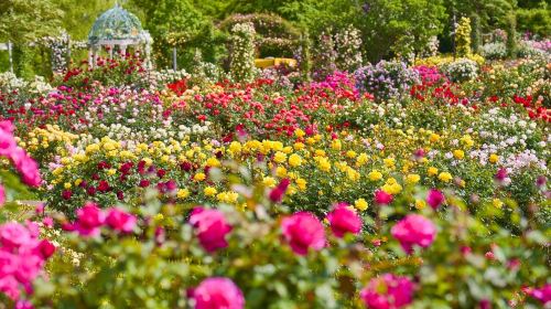 Keisei Rose Garden