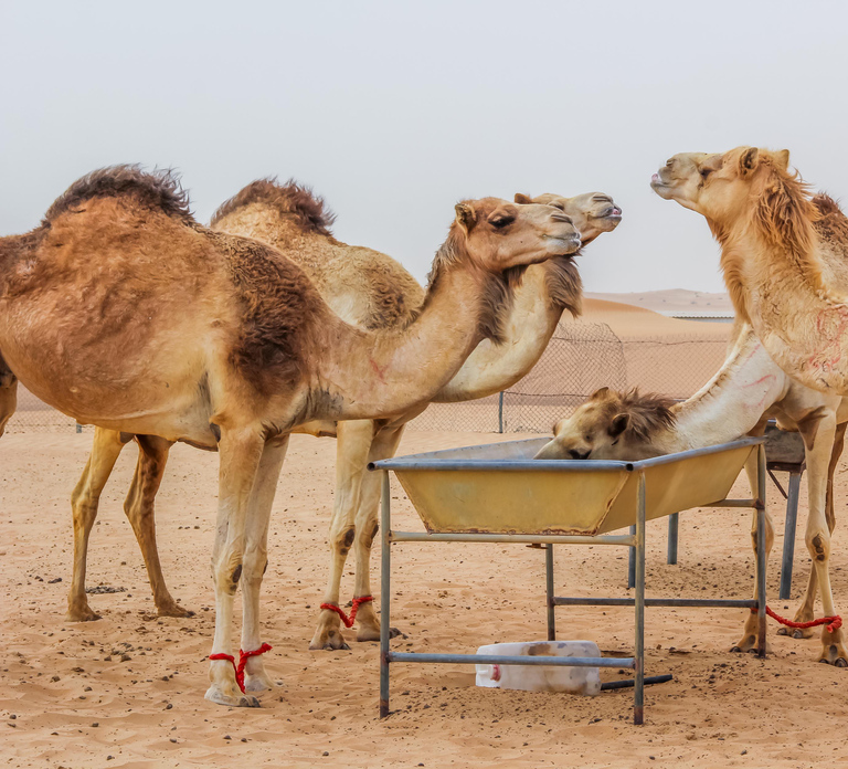 Dubai Sunrise Desert Camel Trek with Breakfast