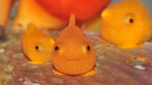 Otaru Aquarium