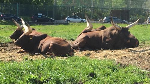 Pombia Safari Park