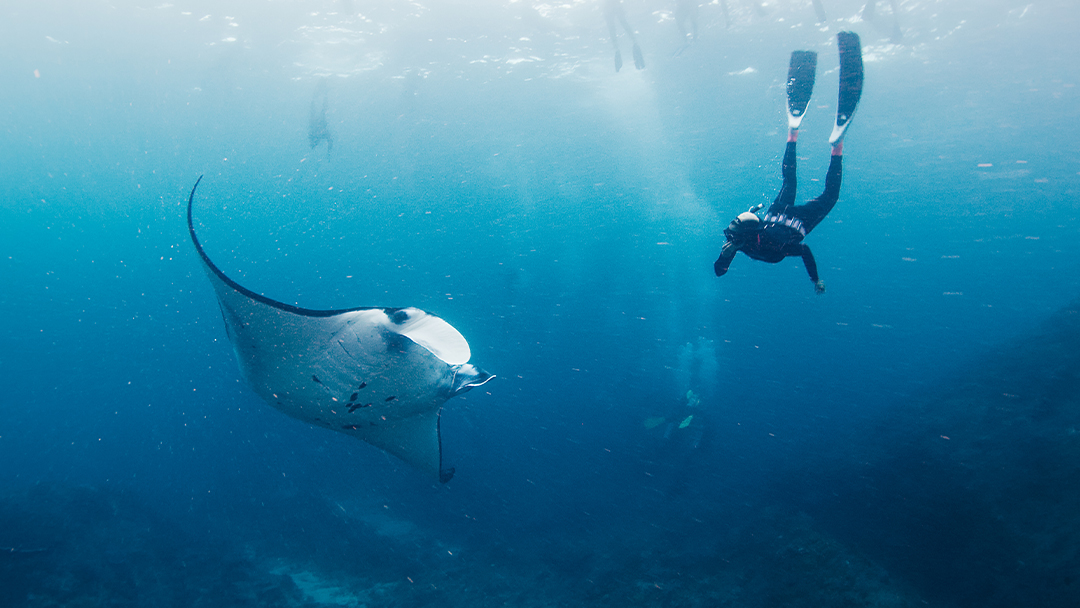 Manta Ray Snorkeling Nusa Penida – Swim with Ocean Giants