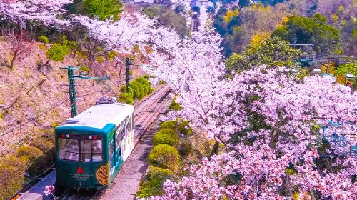 1-Day Tour to Amanohashidate & Ine Boat Houses in Kyoto with Bilingual Guide