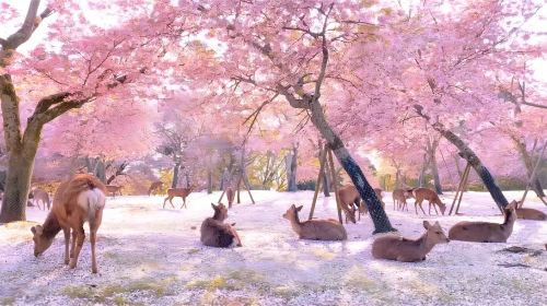 Uji Byodoin Temple/Tale of Genji Museum + Nara Park Deer Feeding Day Trip