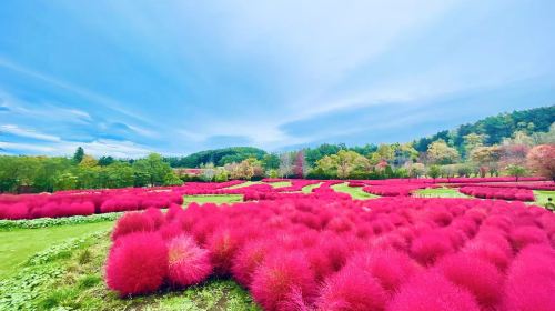 1-day tour to Jozankei & Yuni Garden for maple leaves & flower viewing Day Tours