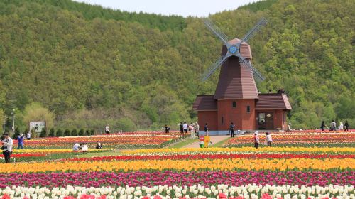 Hokkaido East 1-Day Tour: Shibazakura Takinoue kōen Park + Kamiyubetsu Tulip Park|From Sapporo Day Tours