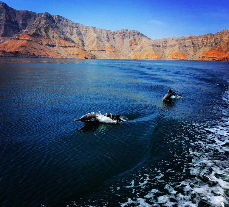 From Dubai-RAK: Khasab Cruise -Dolphin Watching & Snorkeling