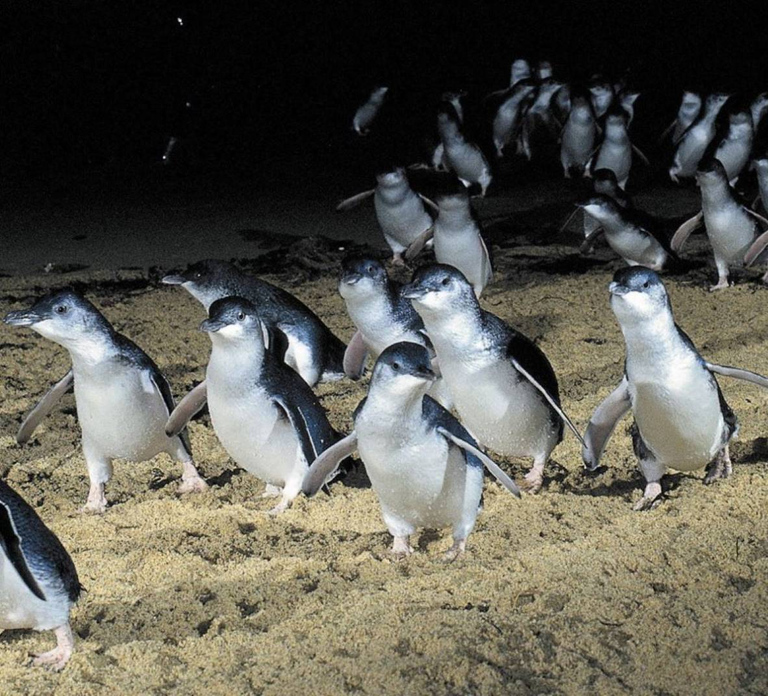 From Melbourne: Penguin Parade, Koalas & Kangaroos