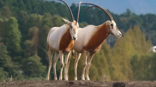 one-day tour of Kyushu Zoo in Oita,Ghibli Town & Animal Interaction Tour