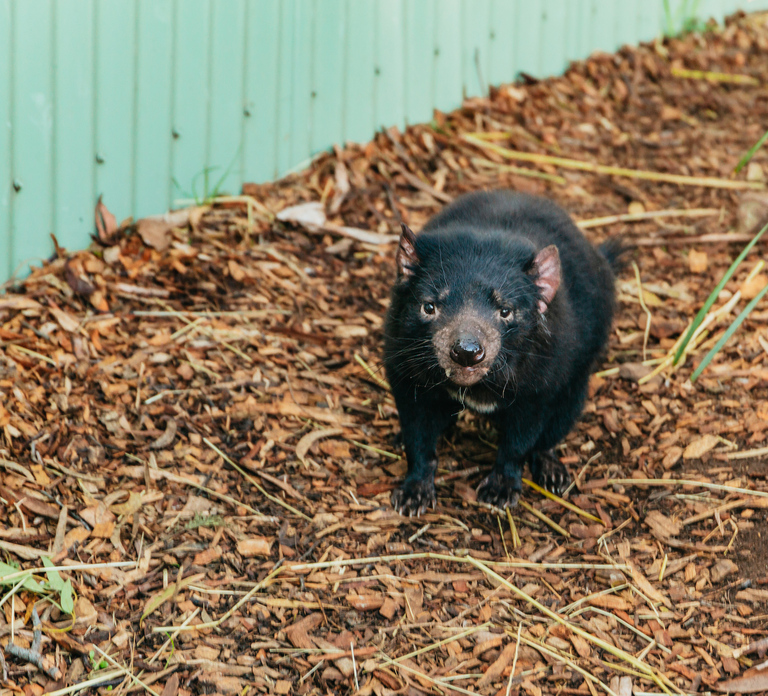 Hobart: Mt Wellington, Mt Field, Bonorong and Richmond Trip