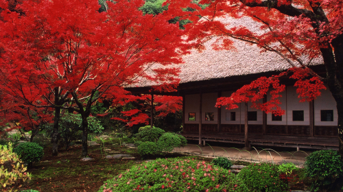 Saga, Kyushu autumn foliage tour - seasonal fall experience