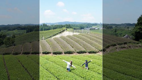 Shizuoka Kiwi Fruit Country Japan
