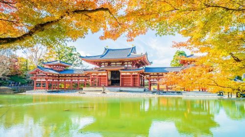 Uji matcha tasting + Nara deer feeding 9-person premium small group, cultural in-depth tour from Kyoto/Osaka