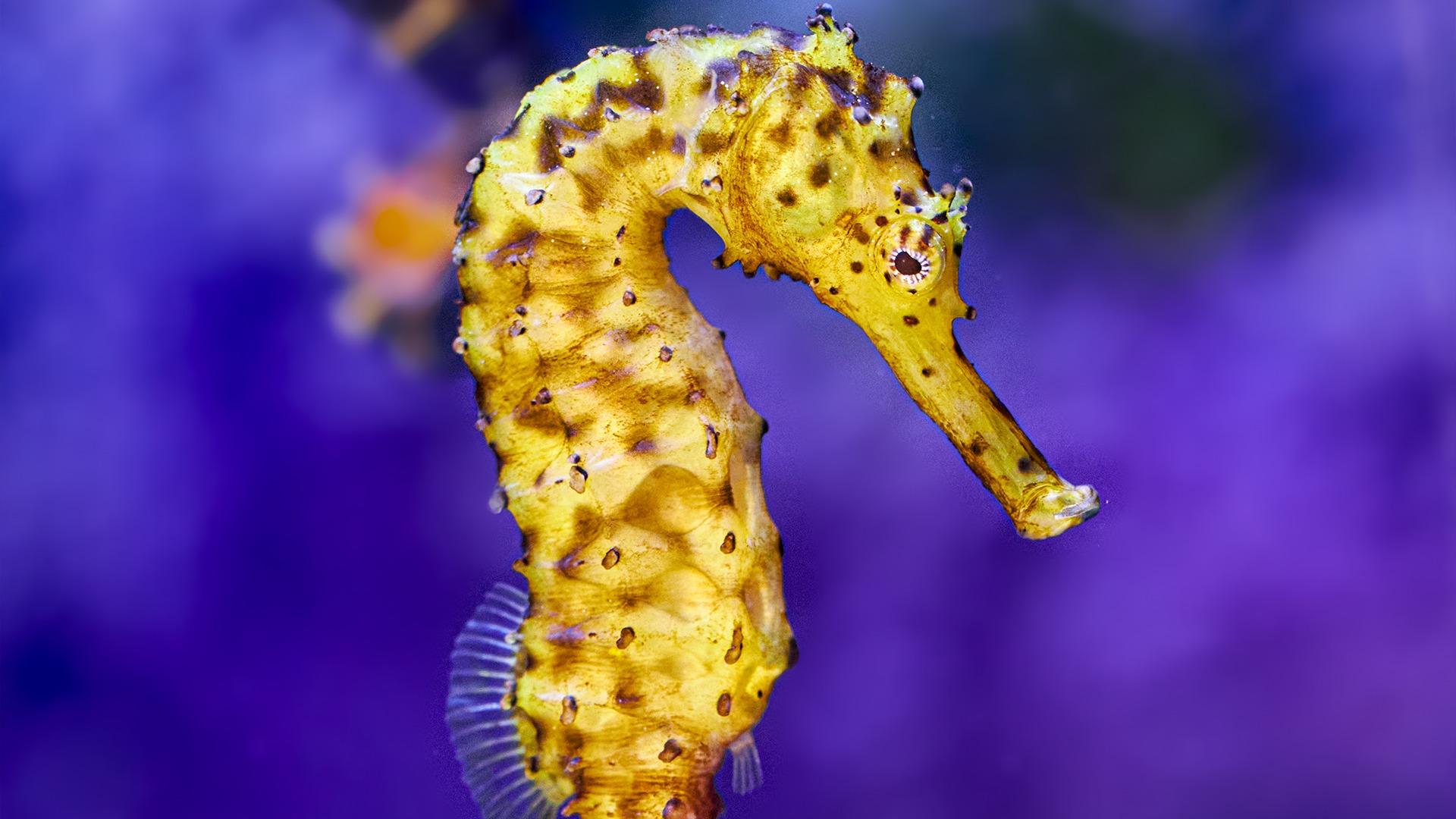 Seahorse - General Day Admission