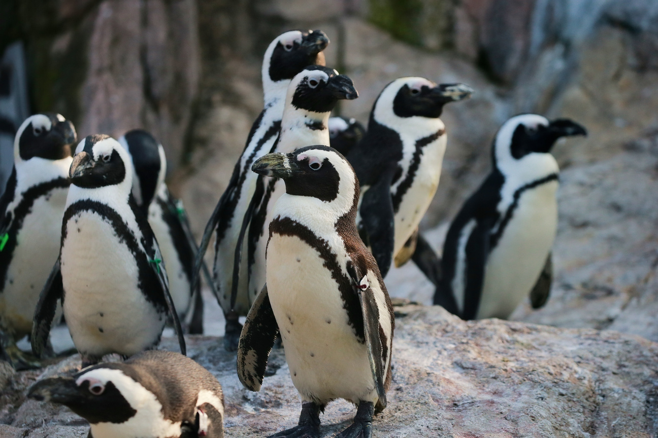Shanghai Zoo