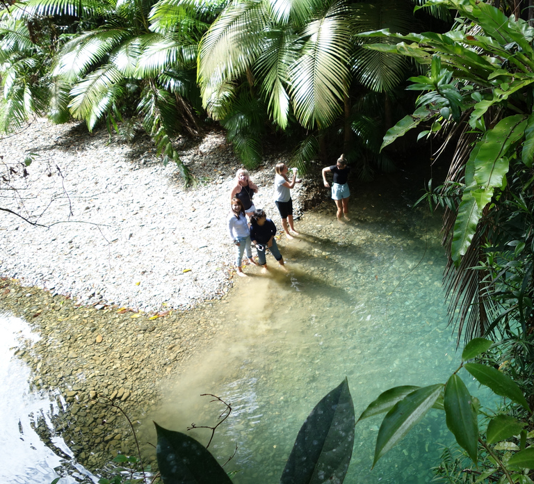 Port Douglas: Daintree Rainforest and Cape Tribulation Tour