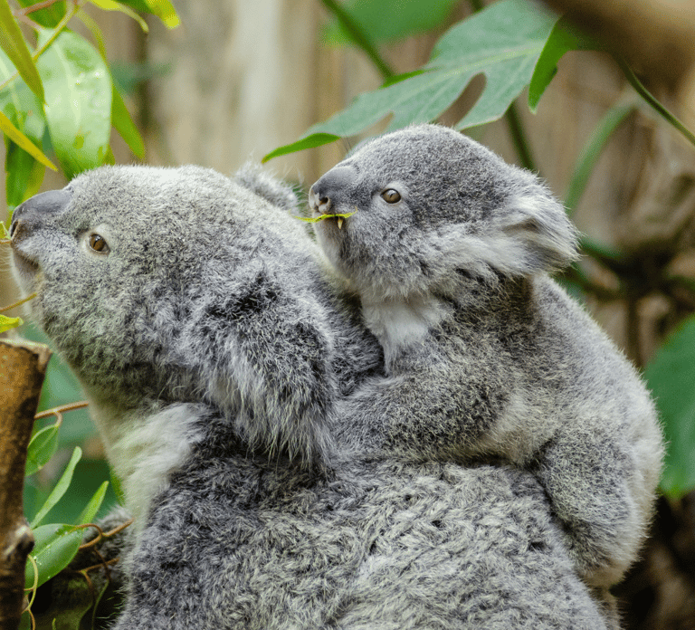 From Melbourne: Phillip Island and Penguin Parade Day Tour