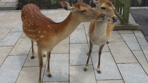 KYOTO-NARA: Giant Buddha Deer Pagoda "Geisya" (Italian, full day)