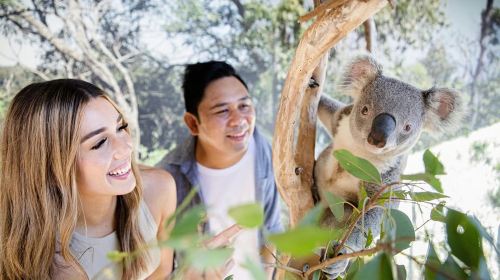 Sydney: Blue Mountains, Zoo, Leura & Scenic World Tour Day Tours