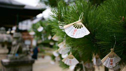 1-day tour to Amanohashidate, Ine Fishing Village & Kayabuki No Sato in Kyoto, Japan