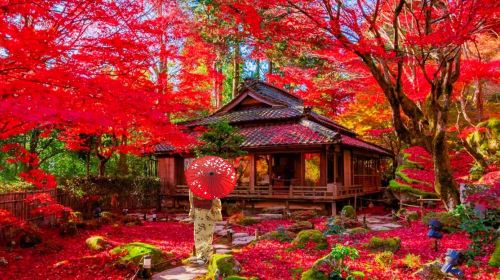 Kyoto Hiei Mountain Enryaku-ji Temple + Omihachiman + Kyorinbo Temple red maple lighting day tour, includes lighting admission ticket Day Tours