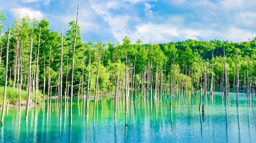 Furano 1-Day Tour: Patchwork Road, Shirogane Blue Pond & Farm Tomita