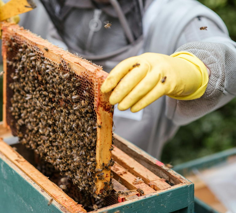 Huskisson: Private Bees and Honey Apiary Tour with Tasting