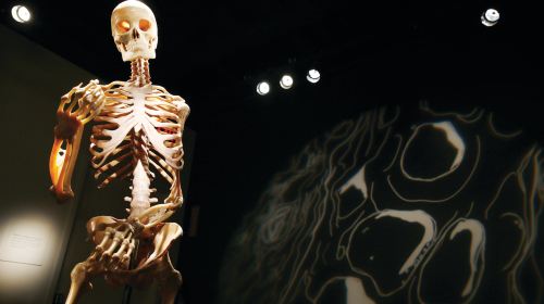 Bodies The Exhibition