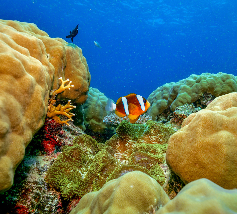 Cairns: Great Barrier Reef Snorkeling Cruise with Lunch