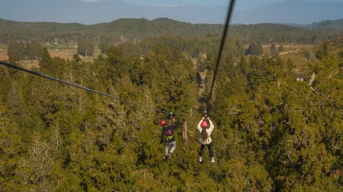 Westcoast Treetop Walk & Tower Zipline