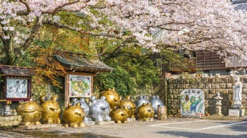 Kyushu Hot Spring Hidden Gems Tour | Beppu + Yufuin Healing Day Trip