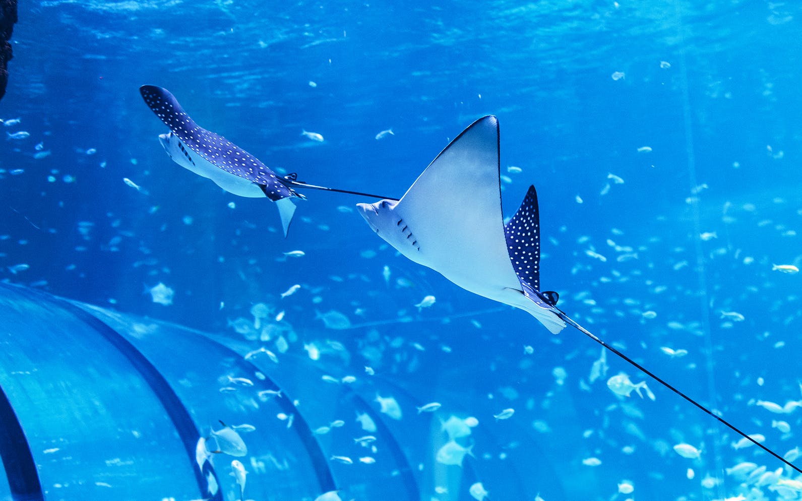 National Aquarium Abu Dhabi Entry Ticket + Beyond The Glass Experience