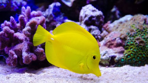 Aquarium of Lyon