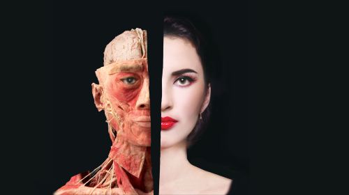 Bodies The Exhibition