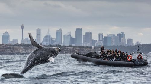 Sydney Whale Watching Cruise - OZ/Orca/Internet-famous Black Boat/White Boat/Fantasea Whale Watching Cruise/Speedboat options (Australia's most comprehensive whale watching selection)