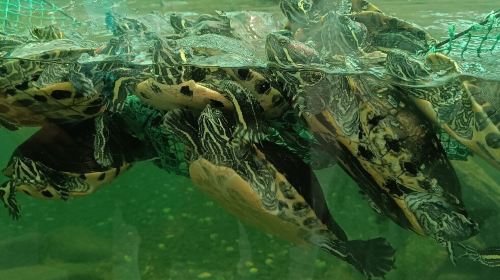 Acuario do Grove