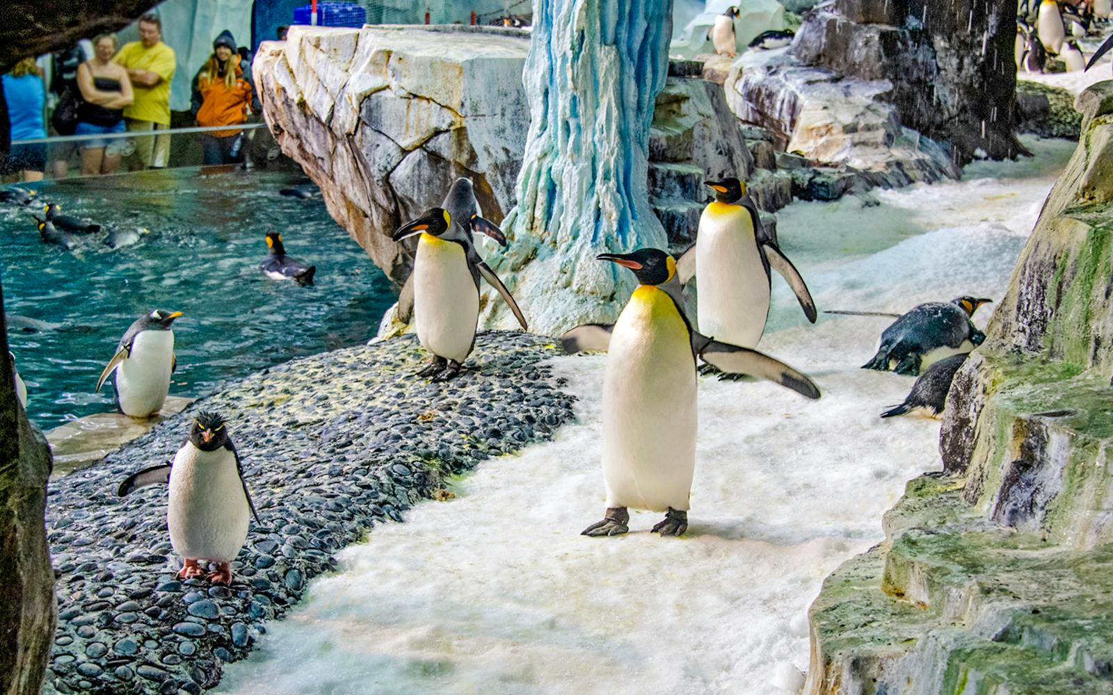 Discovery Cove Day Resort Tickets