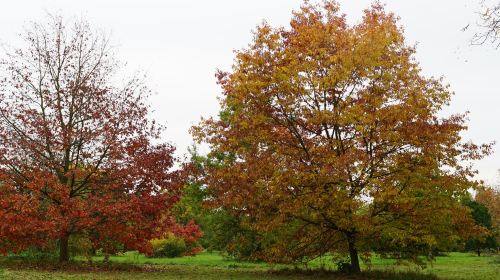 Arboretum de Versailles-Chevreloup