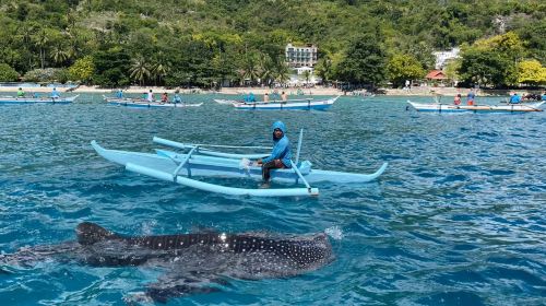 Cebu Oslob Whale Shark + Sardine Run 1-day tour Chinese group whale shark watching