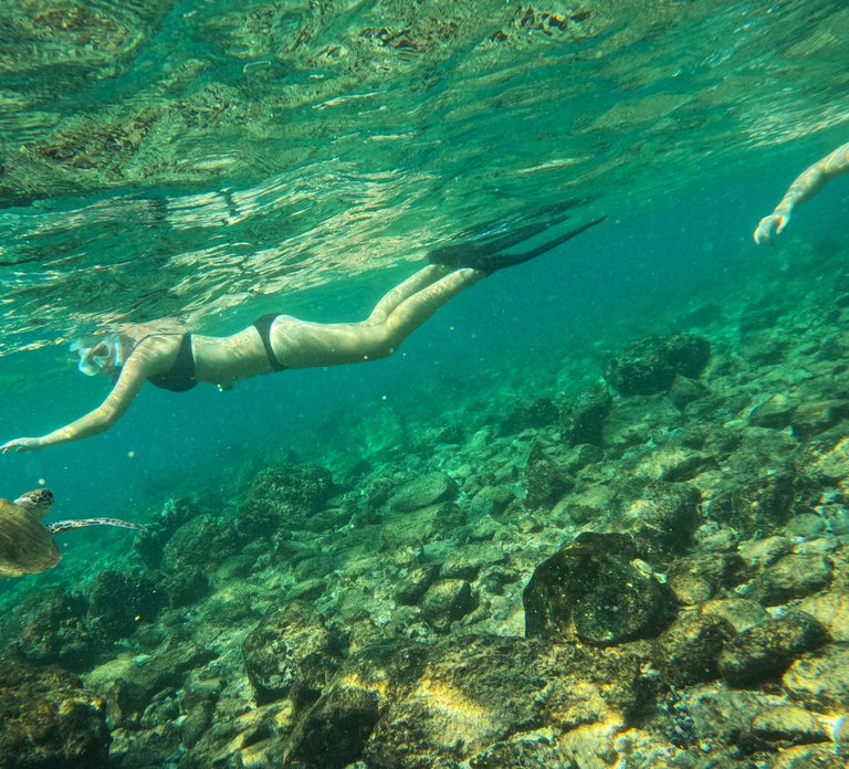 From Dubai: Fujairah Snorkeling with Turtles and Transfer