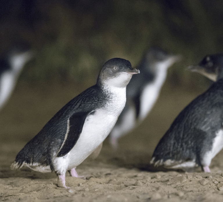 From Melbourne: Penguin Parade Afternoon Tour