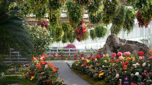 Gyeonggi-do, South Korea|Gapyeong Begonia Bird Garden X Nami Island Day Tours