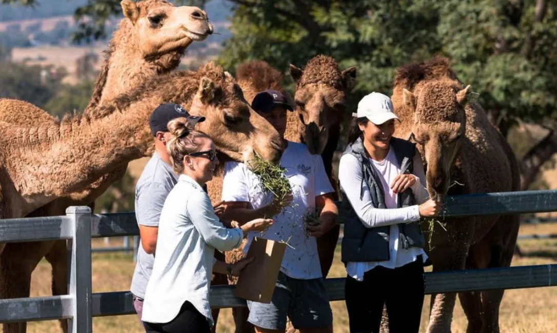 Camel Farm Guided Tour with Tasting - 1 Hour