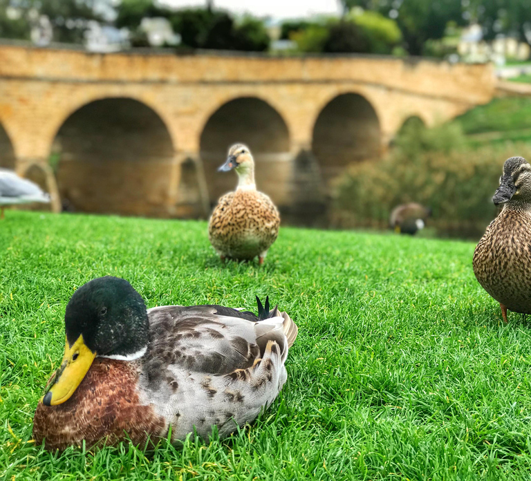 Bonorong Wildlife Sanctuary Half-Day Tour from Hobart