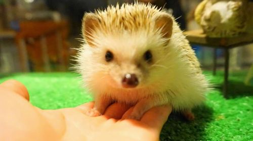 Animal Encounter Cafe: Hedgehogs, Owls & Monkeys in Tokyo
