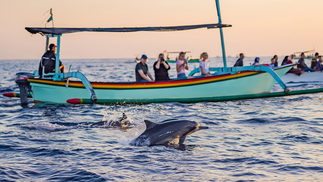 Saraswati Lovina Dolphin Tour – Sunrise & Wildlife Adventure