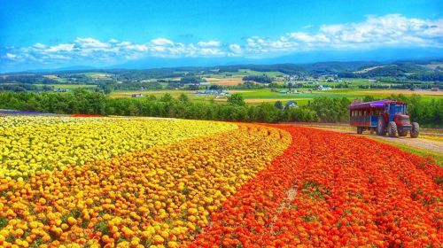 Hokkaido Flower Fields Day Tour from Sapporo – Shikisai-no-Oka, Farm Tomita