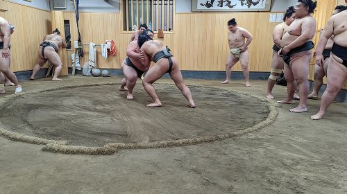 Find Your Favorite Wrestler at Morning Sumo Practice Day Tours