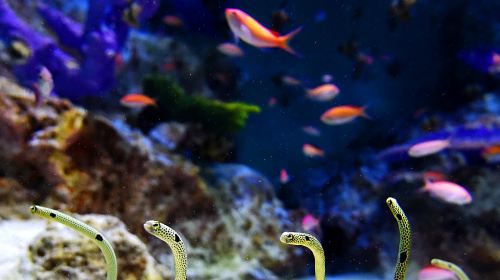 Otaru Aquarium
